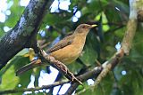 Clay-colored Thrush